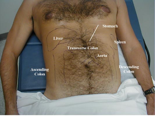 normal internal anatomy