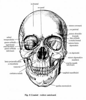 Oasele craniului | Anatomie si fiziologie | Medical, Sculpture, Outdoor decor