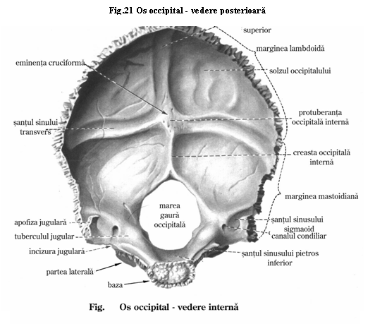 Лобные латынь. Затылочная кость черепа анатомия. Строение затылочной кости анатомия. Лобная кость затылочная кость височная кость. Затылочная кость внутренняя поверхность.
