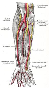 vascularizatia cotului)