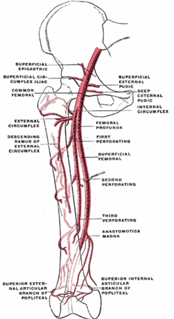 vascularizatia cotului Cauze de artroză la șold