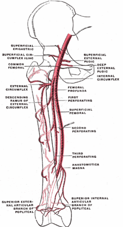 vascularizatia cotului