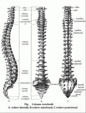 coloana vertebrală și vederea