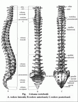 vertebrele cervicale mobile)