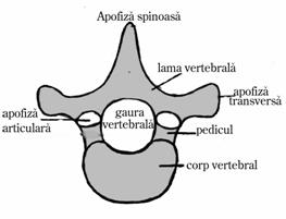 Apofizei spinoase