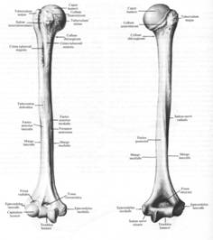 condil extern humerus