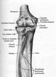 condil extern humerus)