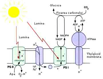 Spirulina Fotosinteza