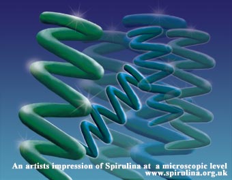 Algae Spirulina Microscopic