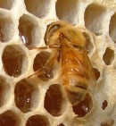 albina la miere