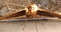 fluturele Cap de mort