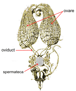 aparatul reproducator femel