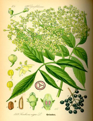 Fisier:Illustration Sambucus nigra0.jpg