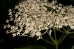 https://mybiosis.org/db/images_specimens/USERS5/corinaa_1168773516_micro.jpg