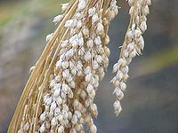 https://upload.wikimedia.org/wikipedia/commons/thumb/a/a4/Panicum_miliaceum0.jpg/200px-Panicum_miliaceum0.jpg