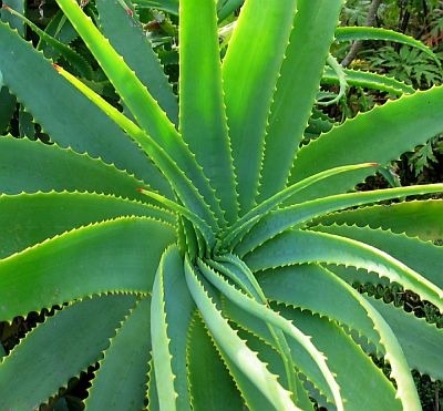 aloe