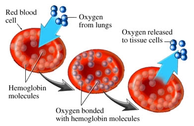 Hemolytic anemia of newborns (icterus gravis neonatorum; erythroblastosis fetalis)