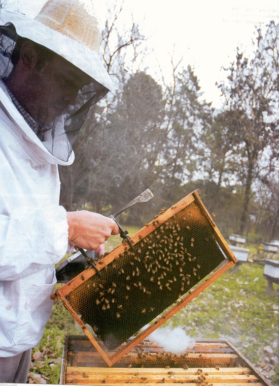 imagini apicultura