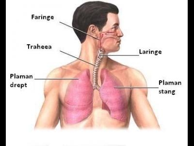 Bronsiolitele acute