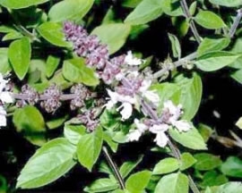 Busuiocul (ocimum basilicum)