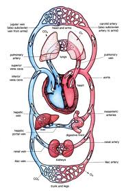 Patologia aparatului cardiovascular - leziunile pericardului, miocardului, endocardului