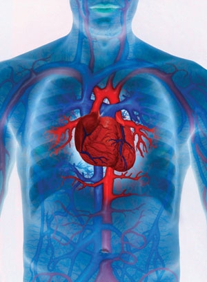 Aparatul cardiovascular si sistem vascular periferic: cutia toracica