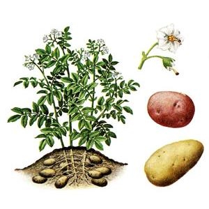 imagini cartof