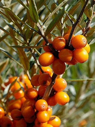 Catina (hippophae rhamnoides)