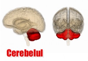 Cerebelul