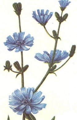 Cicoarea (centaurea cyanus)