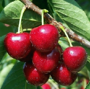 Cirese (visine) macerate in miere de albine