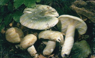 Ciuperci umplute