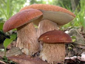 imagine cu ciupercile