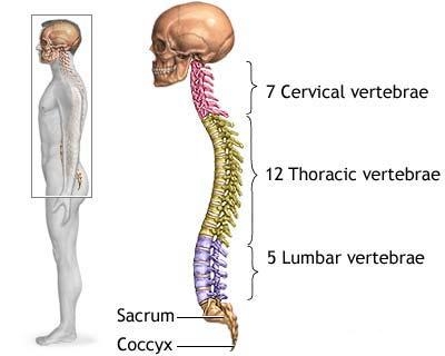 vertebra vertebrala varicoasa)