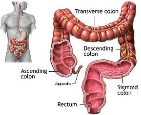 imagini colon