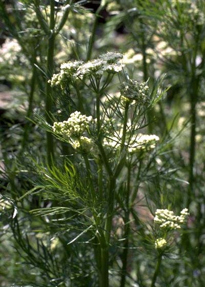 Coriandru (coriandrum sativum) - seminte