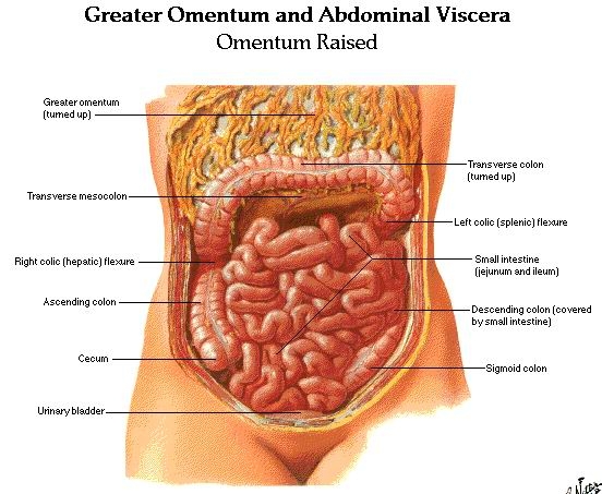 Diaree infectioasa