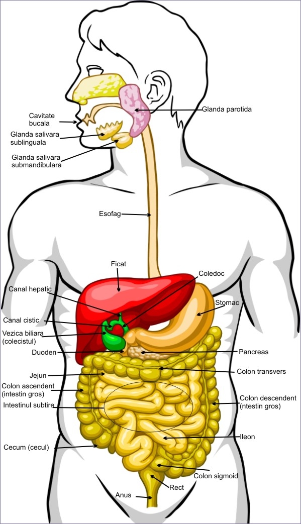 Tractul gastrointestinal si digestia
