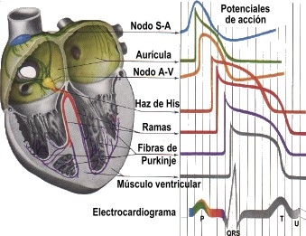 imagine cu electrocardiograma