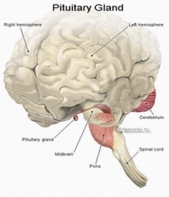 Sistemul endocrin - hipofiza (glanda pituitara), epifiza (glanda pineala) , glanda tiroida, glandele paratiroide, suprarenalele, gonadele