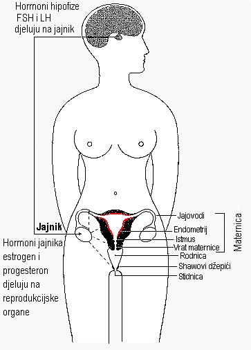 Hormoni - hormoni naturali