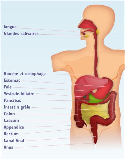 Caracteristici generale intestin gros