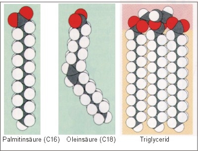 Lipide - grasimile