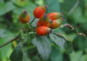 Macesul (rosa canina)