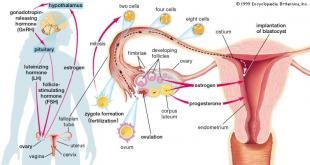 Menstruatia normala