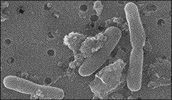 imagine cu microbii