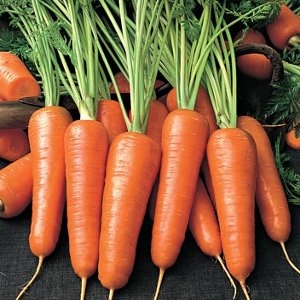 imagine cu morcov