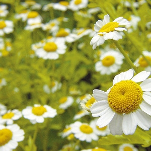 Musetel (matricaria recutica sau anthemis nobilis) - flori