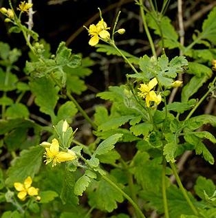 Negelarita sau rostopasca (chelidonium majus)