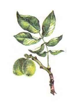 Nucul (juglans regia)